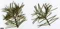 SpeciesSub: subsp. platytaenia
